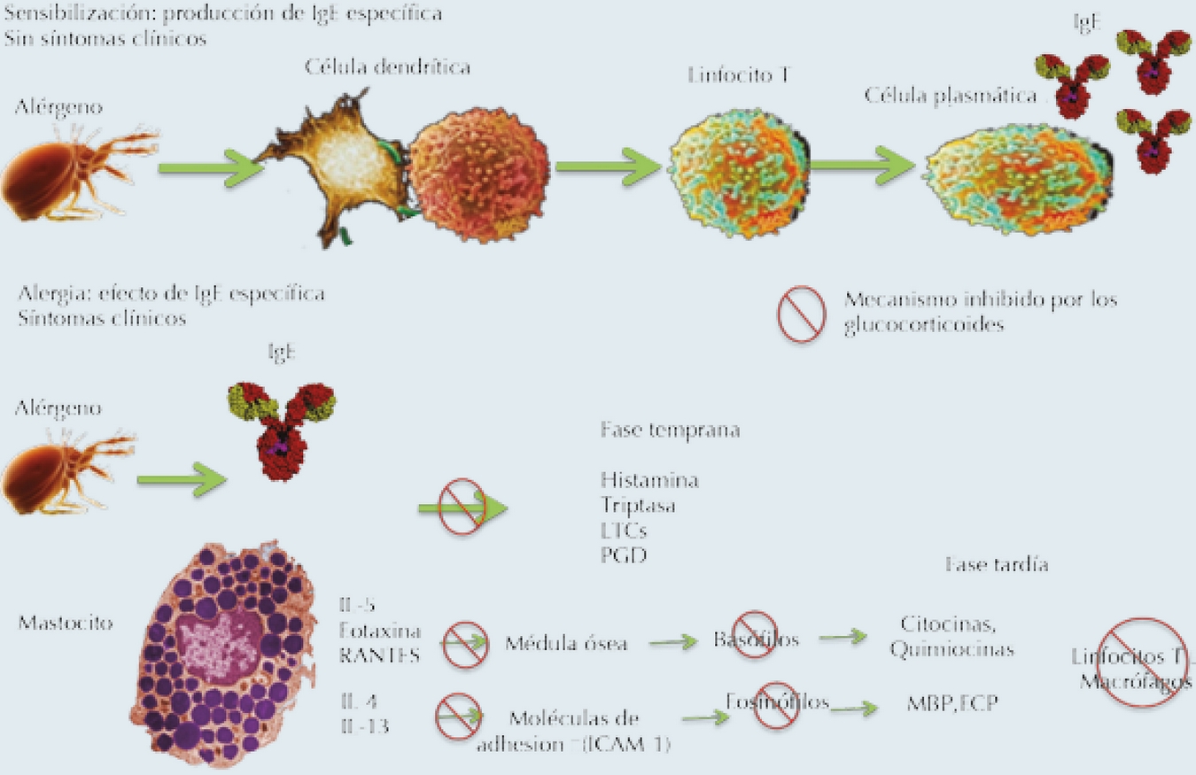 Uso De Glucocorticoides En Enfermedades Alergicas Rodriguez Gonzalez Acta Pediatrica De Mexico